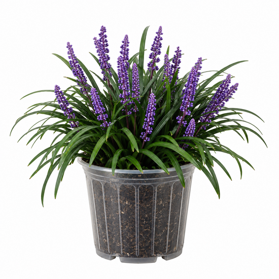 Turf Lily &