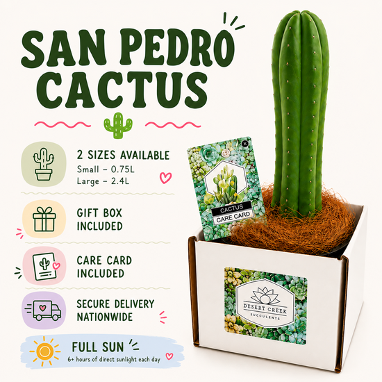 San Pedro Cactus