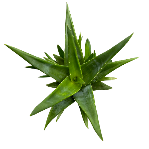 Aloe x alworthia 'BLACK GEM'