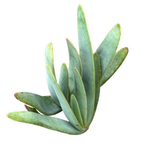 fan like succulent Aloe plicatilis 'FAN ALOE'