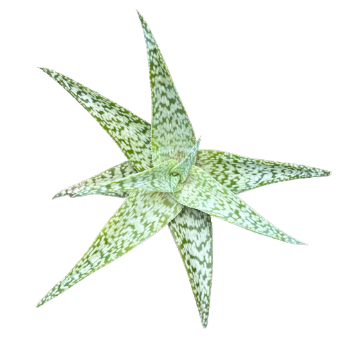 Aloe rauhii 'SNOWFLAKE ALOE' – THE PLANT BASE