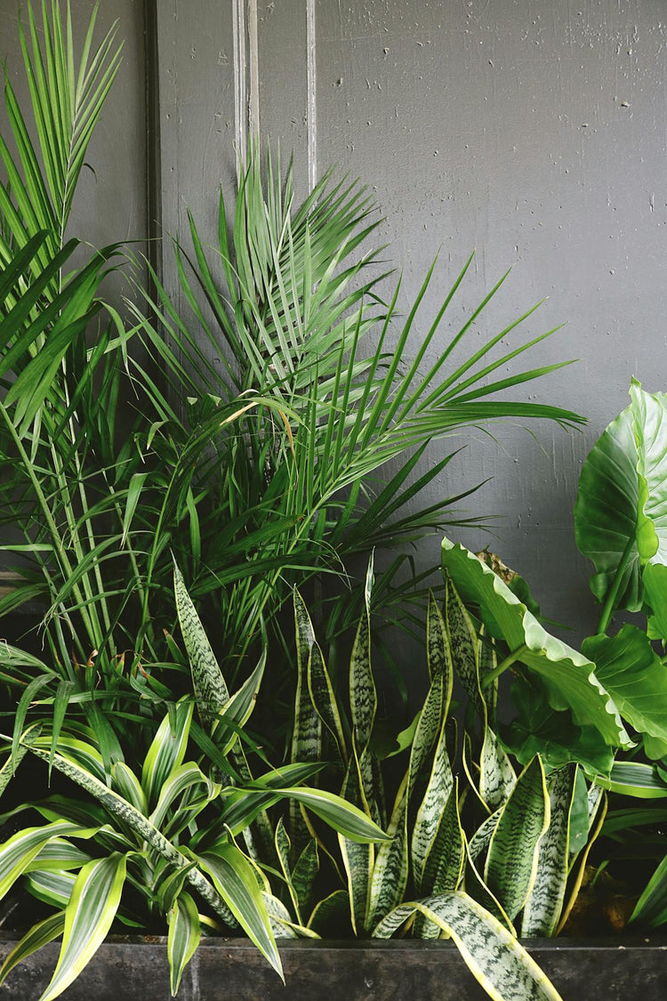 INDOOR HOUSE PLANTS