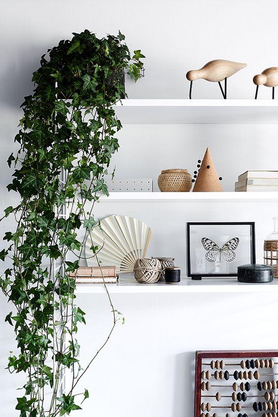 hedera plant indoor English Ivy 'Hedera helix'