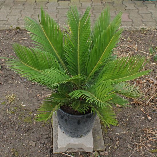 Cycad - Revoluta (Sago Palm)