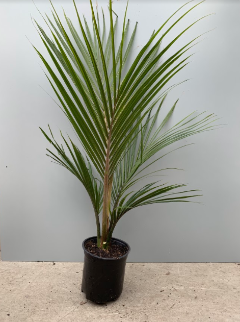 Nikau Palm (Native)