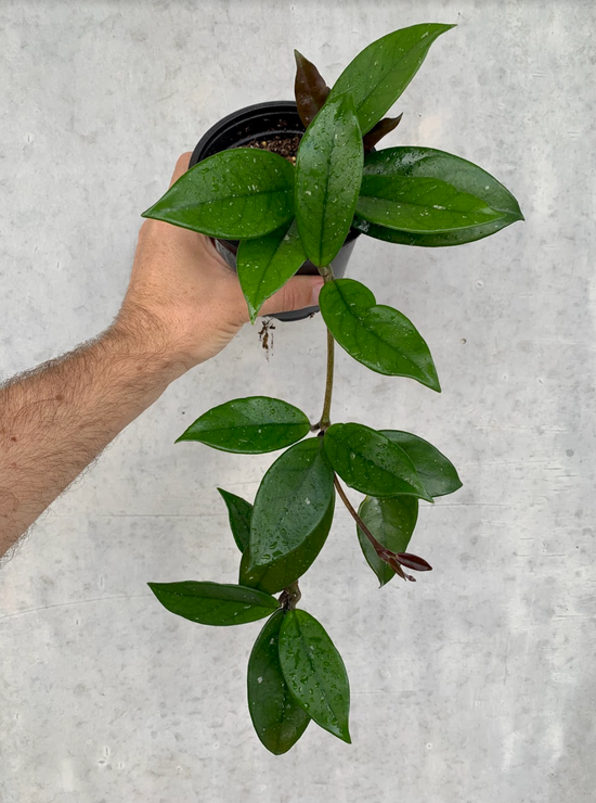 Hoya Carnosa - Wax Plant