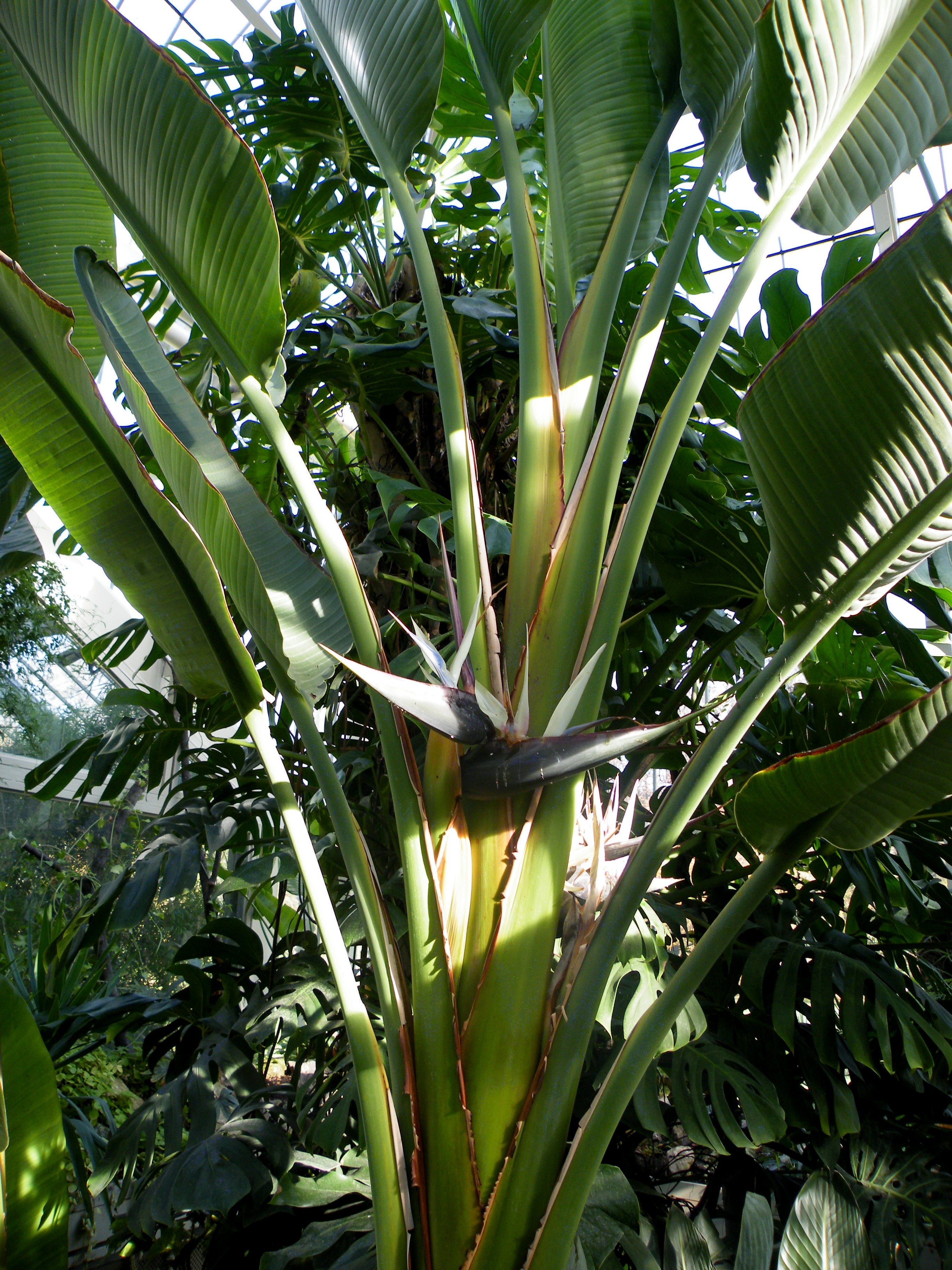 Giant Bird of Paradise (Landscaping Grade) – THE PLANT BASE