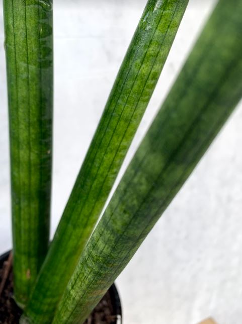 sansevieria cylindrica nz Snake Plant