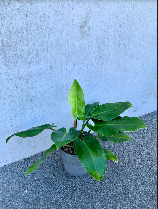 Philodendron - Imperial Green