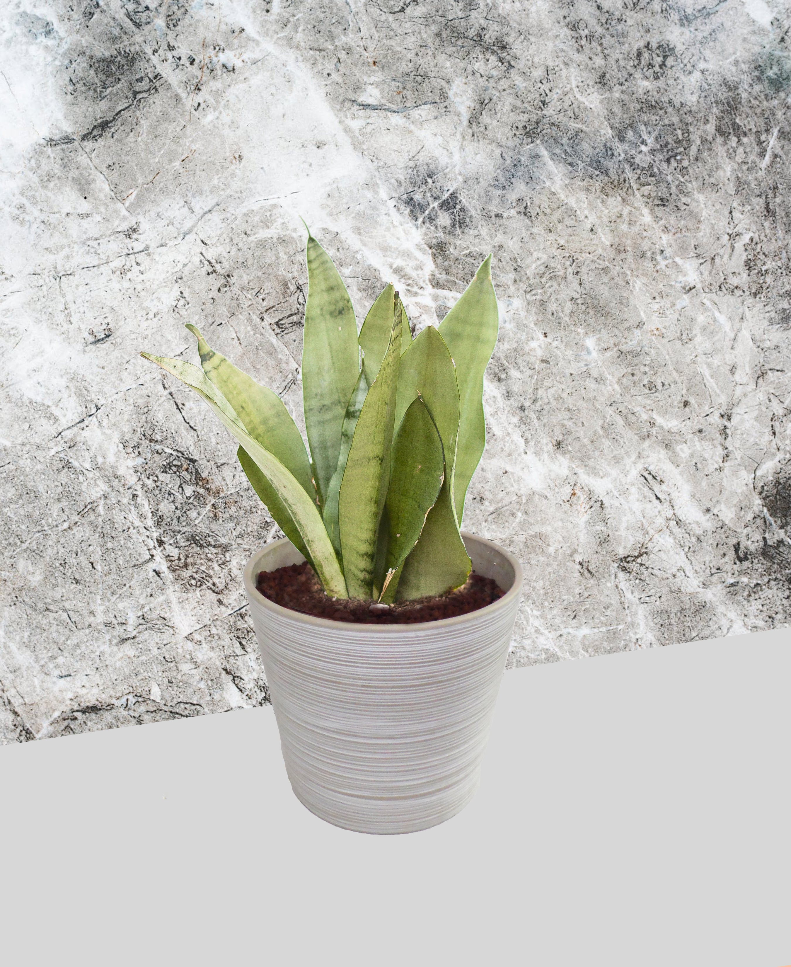 Snake Plant
