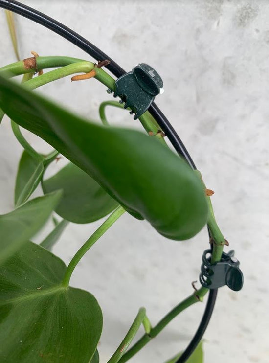 Plant Clips (20 Pack)