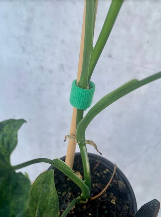 Velcro Plant Ties
