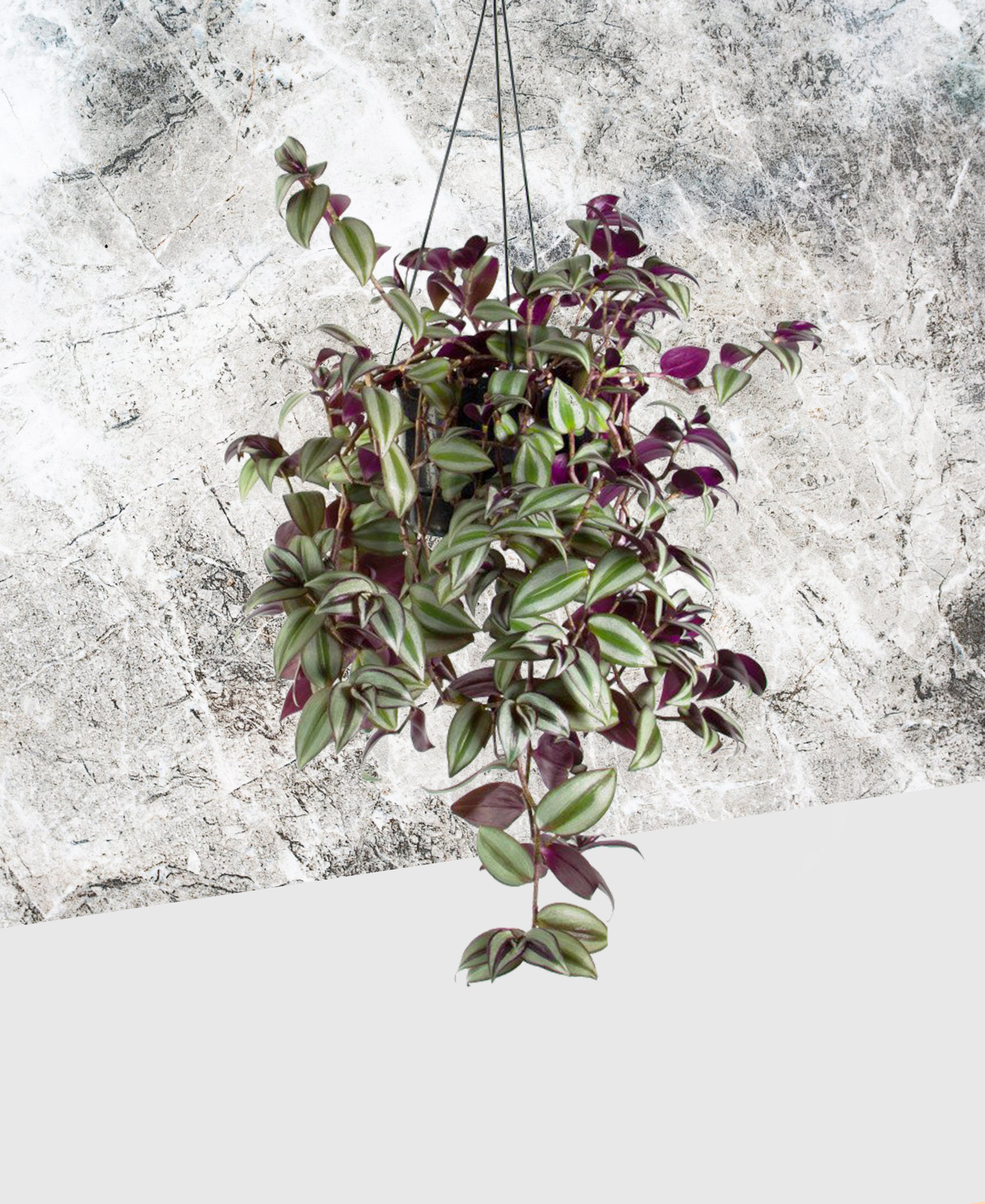 hanging pot plants nz Tradescantia zebrina