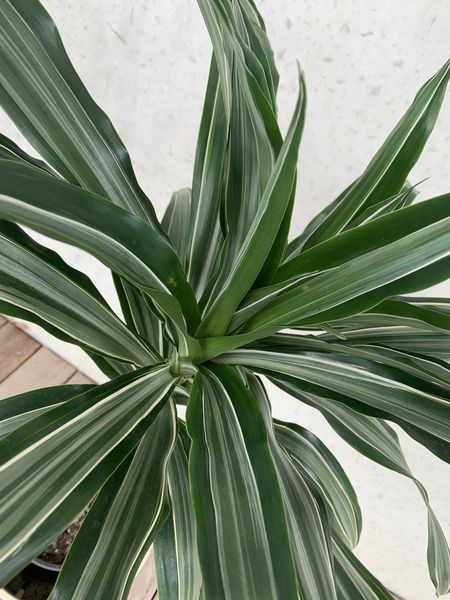 dracaena deremensis 'warneckii' leaves Dracaena
