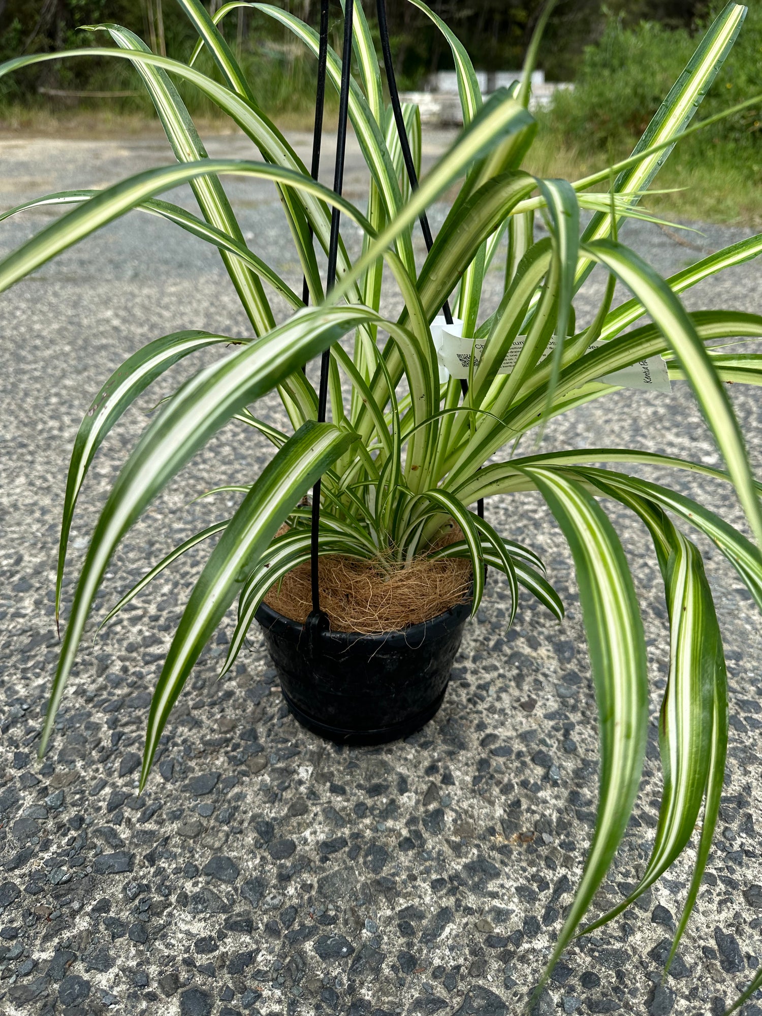 spider plant nz Spider Plant 'Chlorophytum comosum'