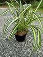 Spider Plant