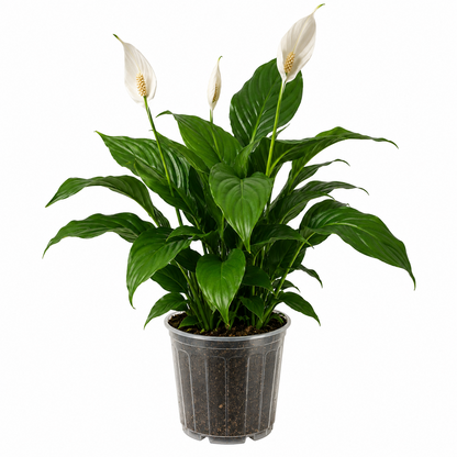 Peace Lily &