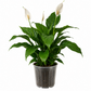 Peace Lily &