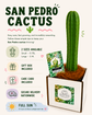 San Pedro Cactus