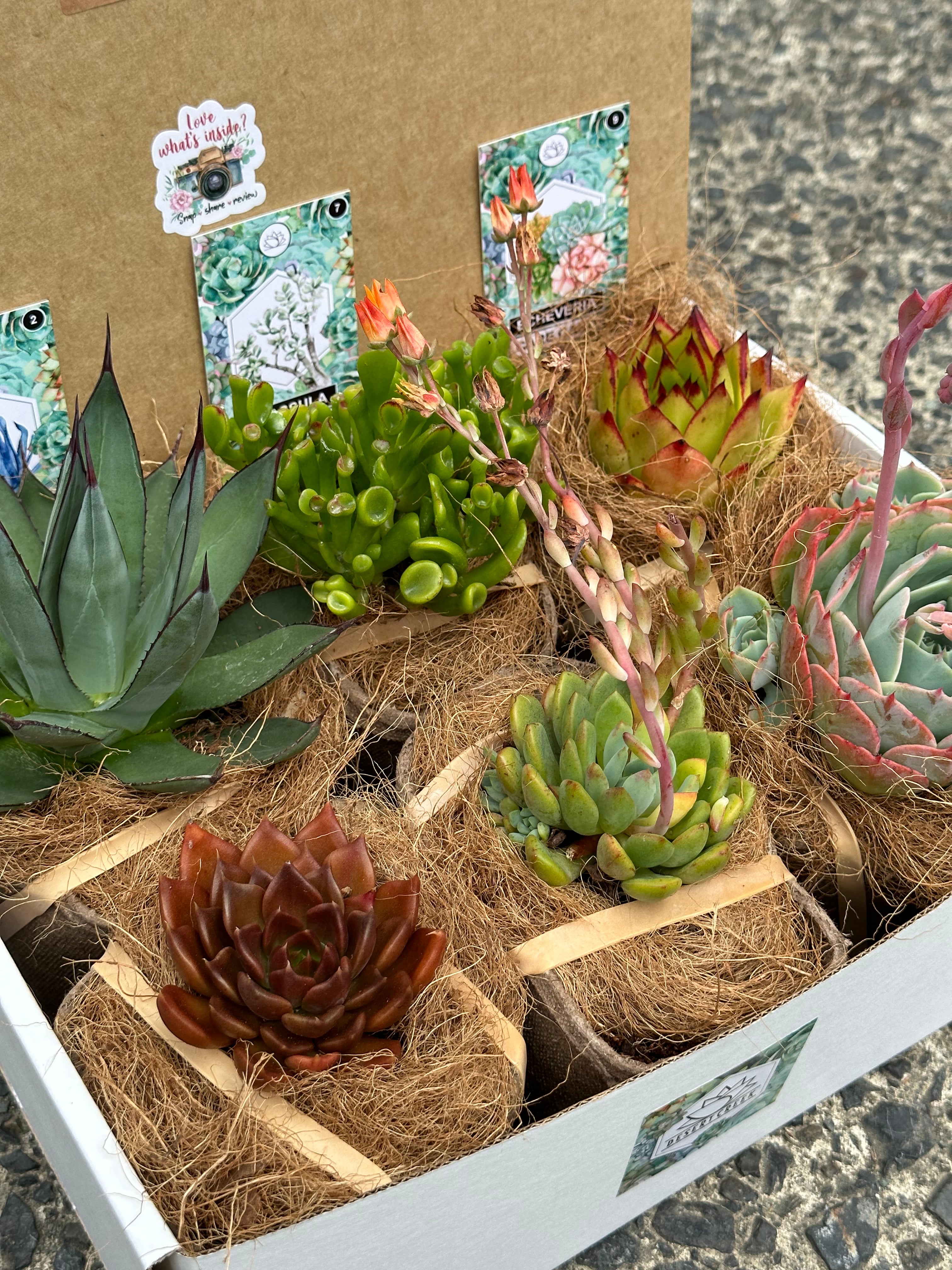 24F0ECD7-7973-4527-927E-8BFC36E5E934.jpg?v\u003d1734047086\u0026width\u003d550