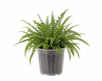 Boston Fern - &