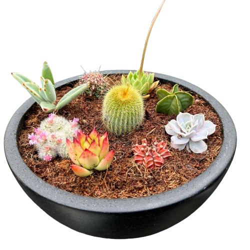 Cacti / Succulent Bowl
