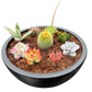 Cacti / Succulent Bowl