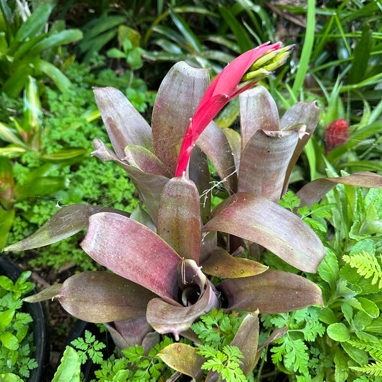 Bromeliads - Misc 3