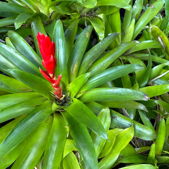 Bromeliads - Misc 1