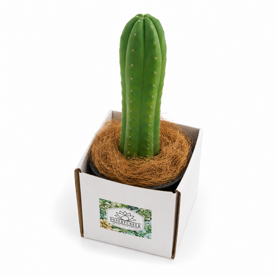 San Pedro Cactus