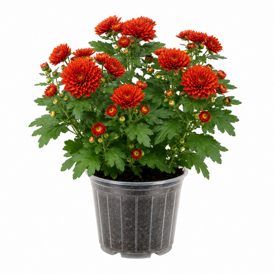 Florist chrysanthemum &