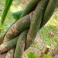 Money Tree Plant - Guiana Chestnut - Pachira