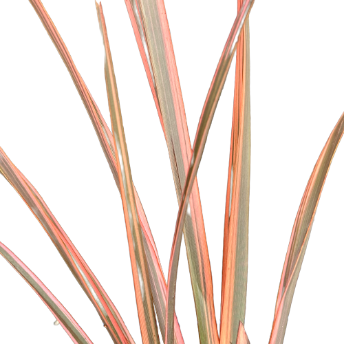 Phormium (Flax) &