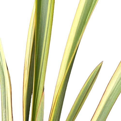 Phormium (Flax) &