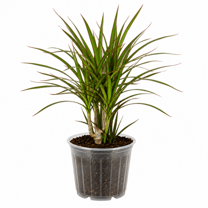 Dracaena Red Edged &