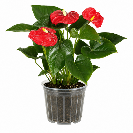 Flamingo Lily &