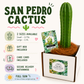 San Pedro Cactus