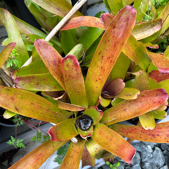 Bromeliads - FireBall