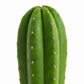 San Pedro Cactus