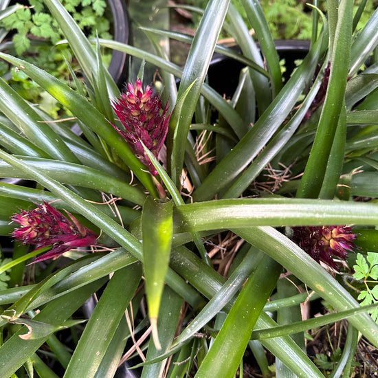 Bromeliads - Guzmania