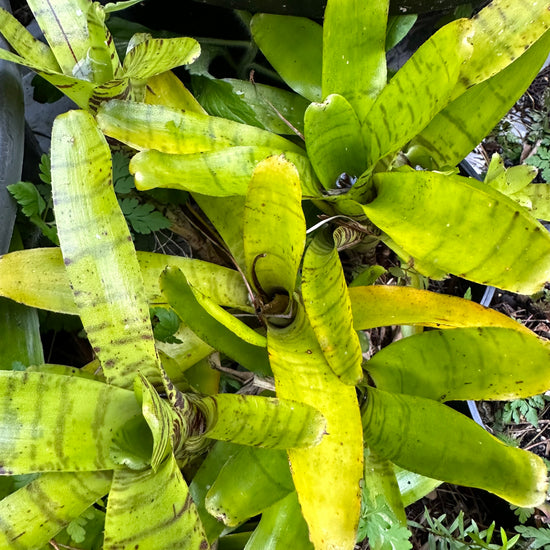 Bromeliads - Green Carpet