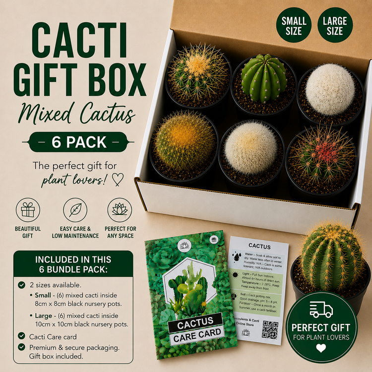 Cactus