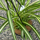 Spider Plant