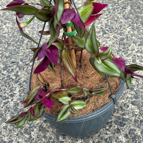 Tradescantia zebrina