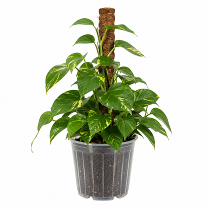 Pothos Golden (Devils Ivy) &