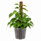 Pothos Golden (Devils Ivy) &