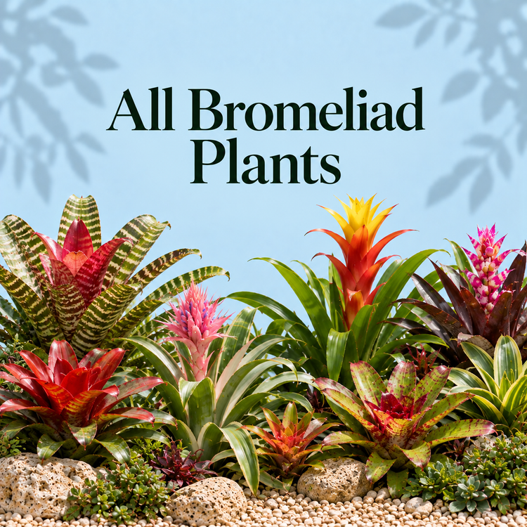 Bromeliads