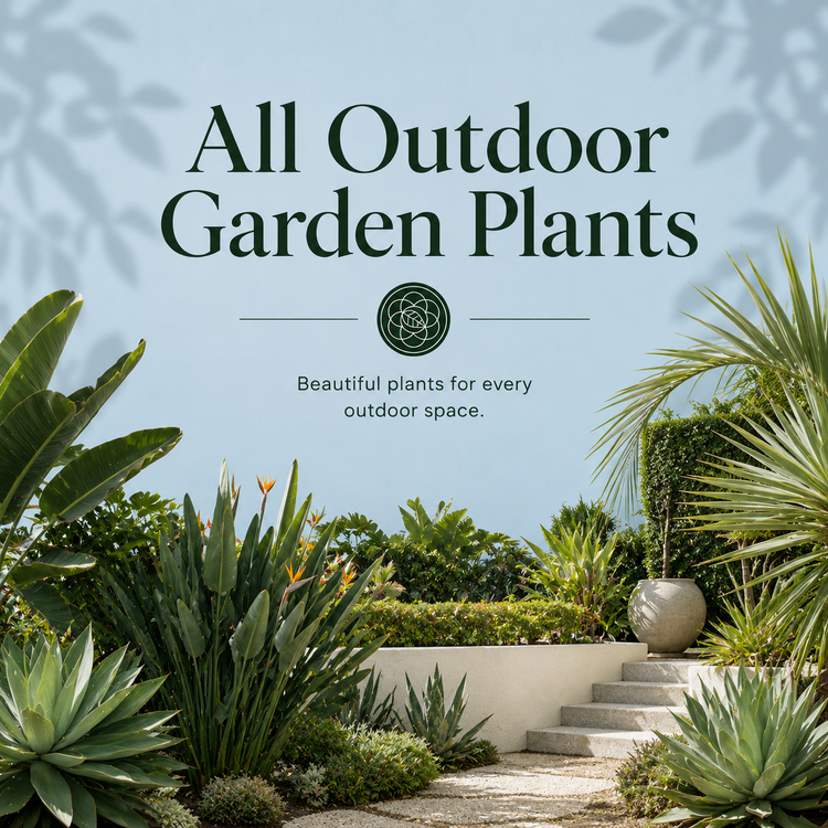 Outdoor Garden Plants