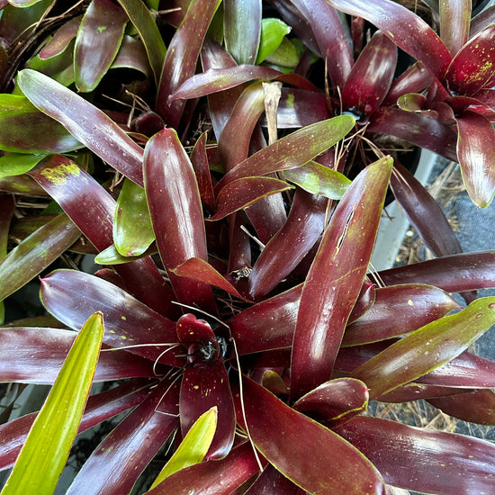 Bromeliads - Red Carpet