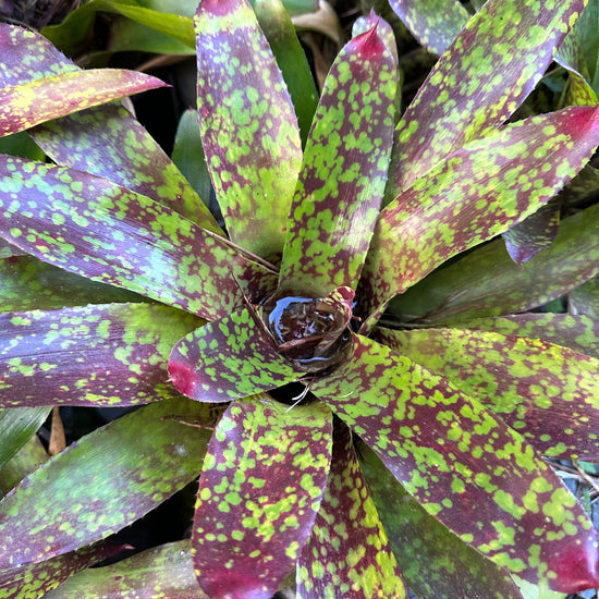 Bromeliads - Misc 2